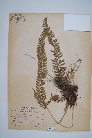 藏品(韓氏耳蕨)的圖片