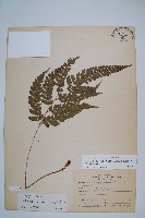 藏品(斜方複葉耳蕨)的圖片