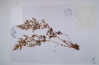 藏品(烏蕨)的圖片