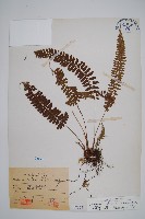 藏品(韓氏耳蕨)的圖片