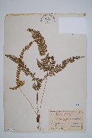 藏品(韓氏耳蕨)的圖片