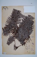 藏品(芒萁)的圖片