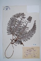 藏品(芒萁)的圖片