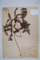 藏品(芒萁)的圖片