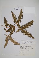 藏品(蔓芒萁)的圖片