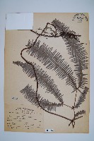 藏品(芒萁)的圖片