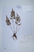 藏品(尖葉鐵角蕨)的圖片