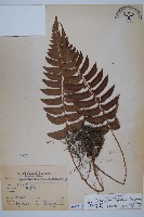 藏品(鞭葉蕨)的圖片