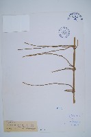 藏品(臺灣木賊)的圖片