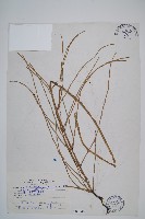 藏品(臺灣木賊)的圖片