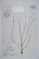 藏品(臺灣木賊)的圖片