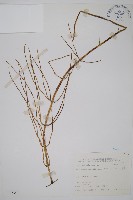 藏品(木賊)的圖片