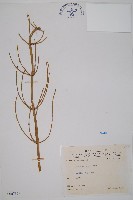 藏品(木賊)的圖片