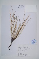 藏品(臺灣木賊)的圖片