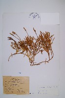 藏品(玉山石松)的圖片