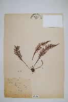 藏品(蒿蕨)的圖片