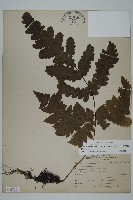 藏品(陰地三叉蕨)的圖片
