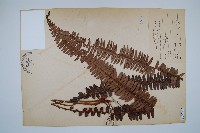 藏品(腎蕨)的圖片