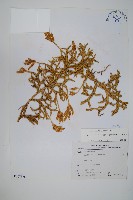 藏品(石松)的圖片