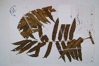 藏品(觀音座蓮)的圖片