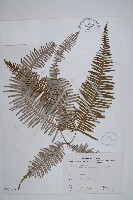 藏品(芒萁)的圖片
