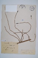 藏品(臺灣木賊)的圖片