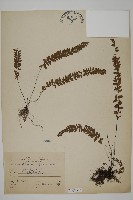 藏品(愛氏鐵線蕨)的圖片