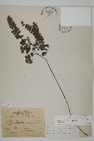 藏品(扇葉鐵線蕨)的圖片