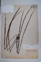 藏品(書帶蕨)的圖片