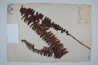 藏品(腎蕨)的圖片