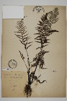 藏品(粉葉蕨)的圖片