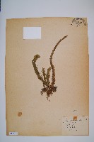 藏品(福氏石松)的圖片