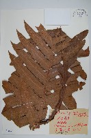 藏品(崖薑蕨)的圖片