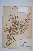 藏品(過山龍)的圖片