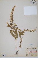 藏品(圓葉陵齒蕨)的圖片