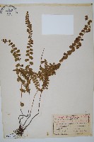 藏品(海島陵齒蕨)的圖片