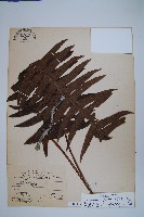 藏品(臺灣水龍骨)的圖片