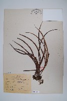 藏品(姬書帶蕨)的圖片