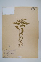 藏品(全緣卷柏)的圖片