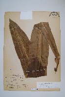 藏品(臺灣山蘇花)的圖片