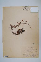 藏品(抱樹蕨、伏石蕨)的圖片