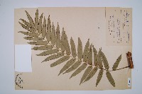 藏品(觀音座蓮)的圖片