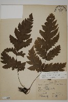 藏品(陰地三叉蕨)的圖片