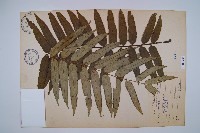 藏品(觀音座蓮)的圖片