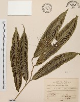 藏品(台灣原始觀音座蓮)的圖片