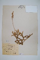 藏品(石松)的圖片