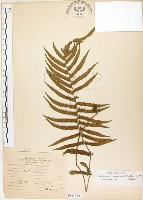 藏品(毛蕨)的圖片