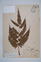 藏品(韓氏耳蕨)的圖片