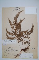 藏品(斜方複葉耳蕨)的圖片