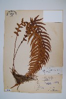 藏品(翅軸假金星蕨、短柄卵果蕨)的圖片